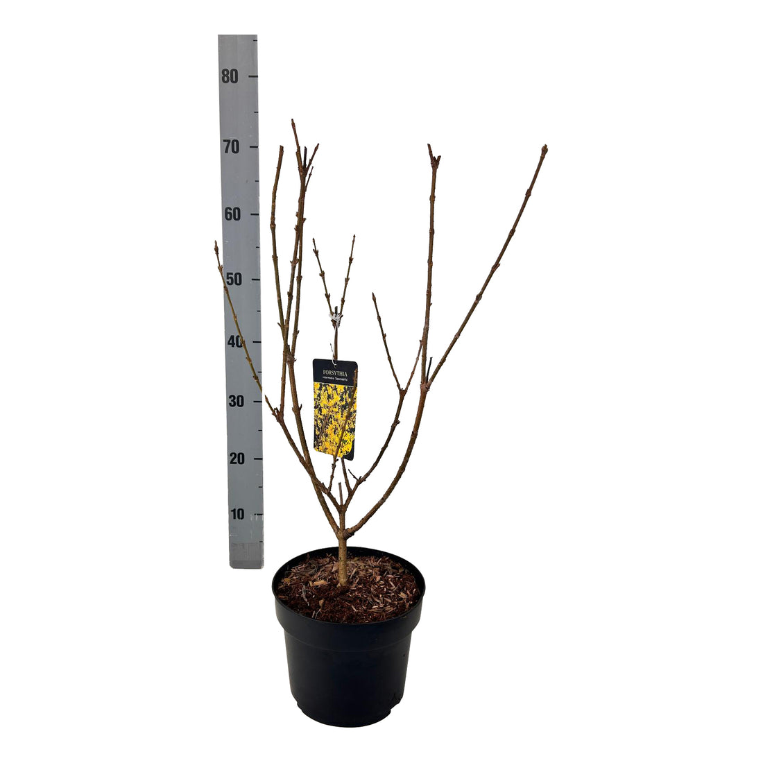 Forsythia int. &