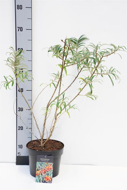 Hippophae rhamn. &