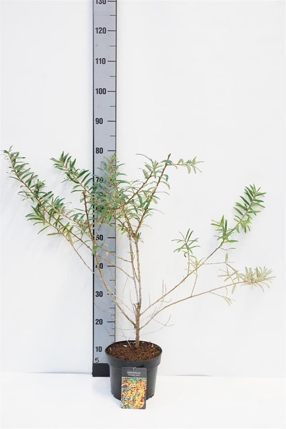 Hippophae rhamn. &