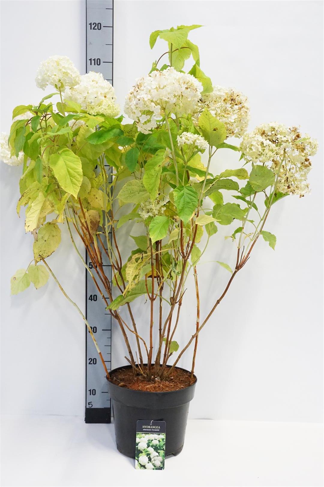 Hortensia arb. &