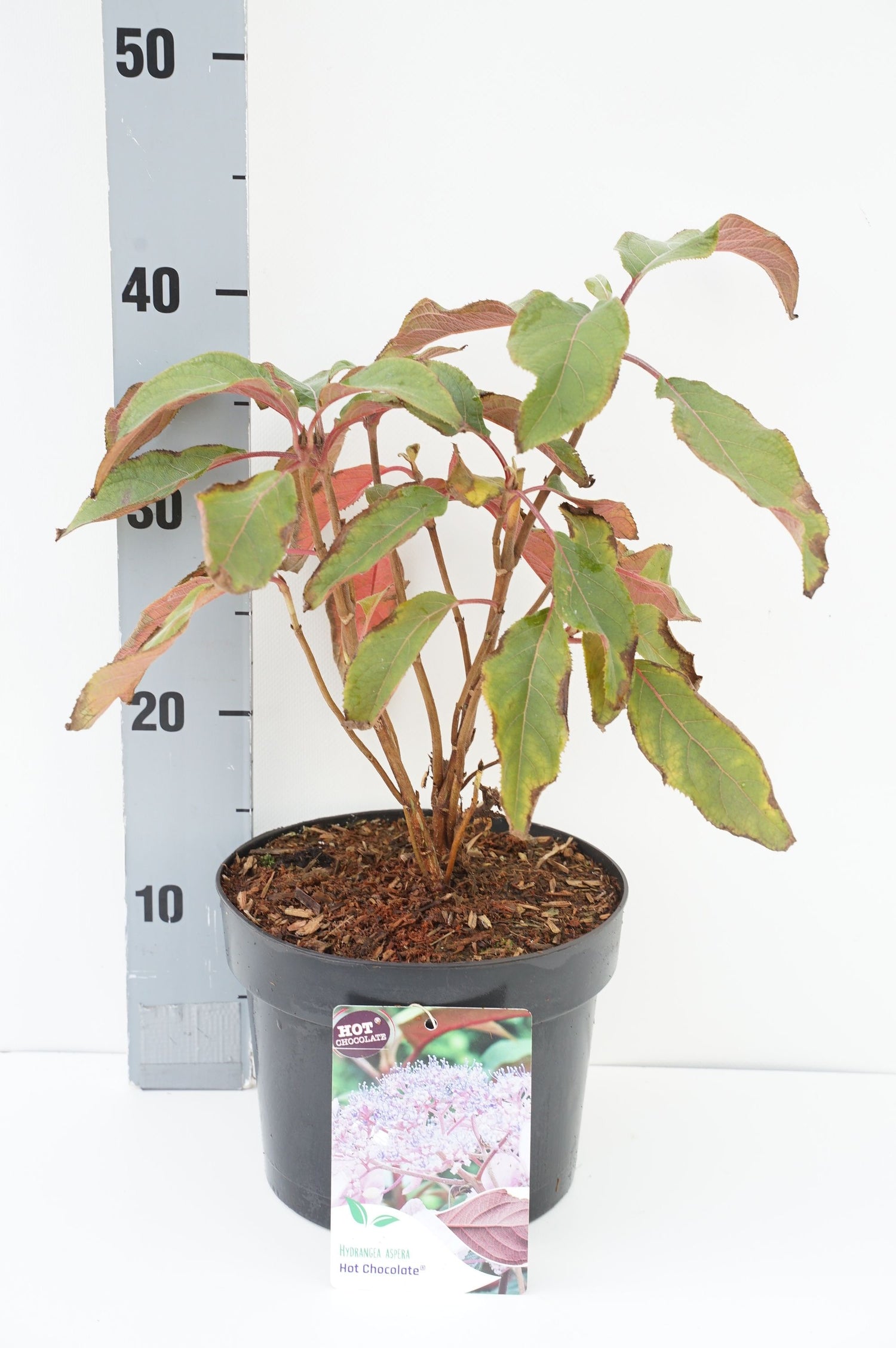 Hortensia asp. &