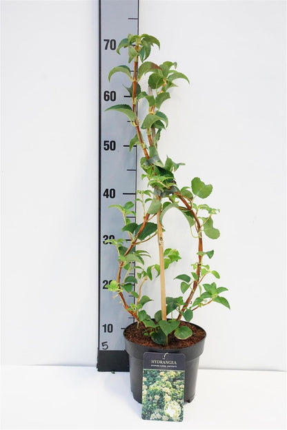 Hydrangea anomala petiolaris C2 (2 liters kruka) 40-45 cm