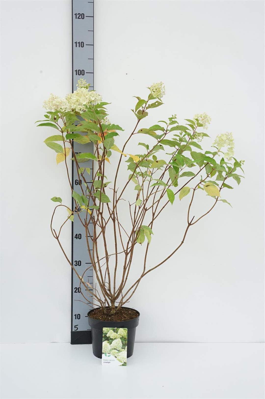 Hortensia pan. &