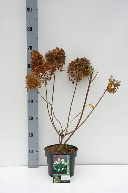 Hydrangea pan. &