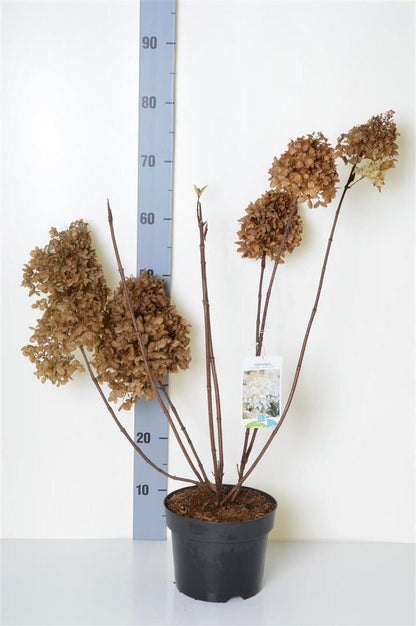 Hydrangea pan. &