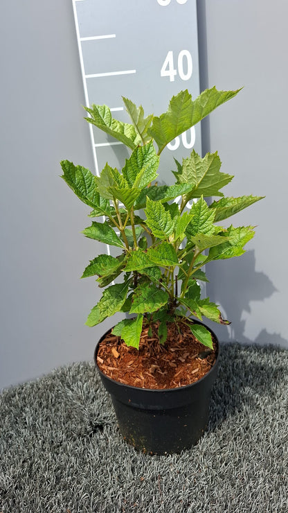 Hydrangea querc. &