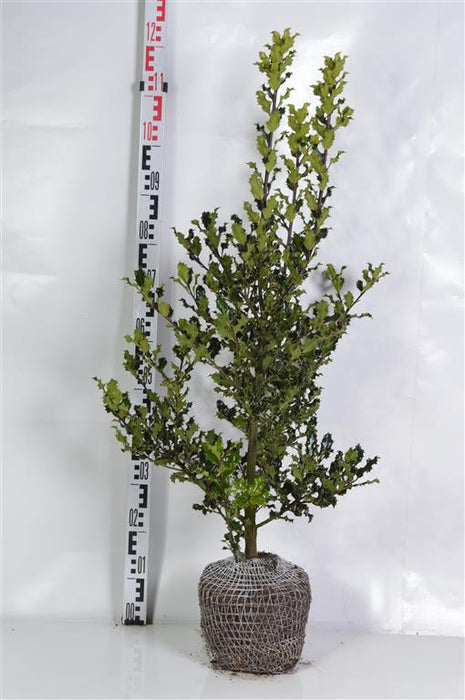 Ilex aquifolium