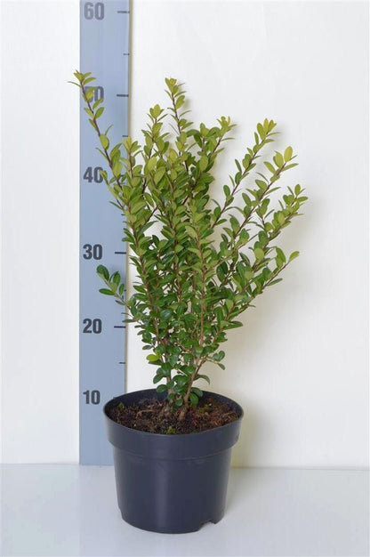 Ilex crenata &