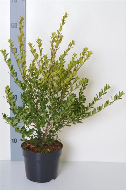 Ilex crenata &