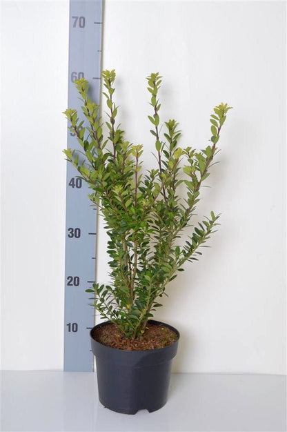 Ilex maximowicziana kanehirae 25-30 cm, C2 (2 liters kruka) / 17 cm kruka