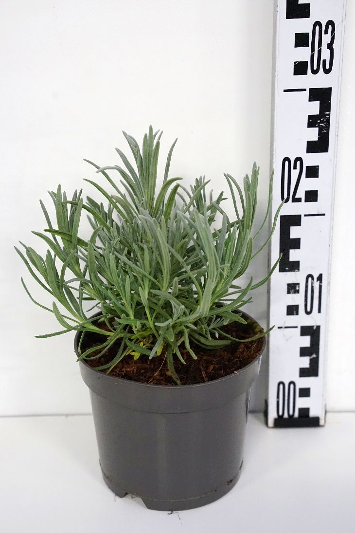Lavendel ang. &