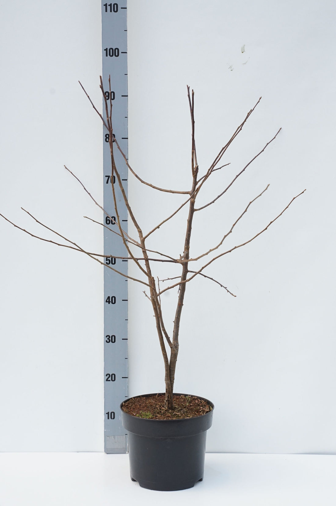 Äpple sargentii - C5/P23 60-80 CM