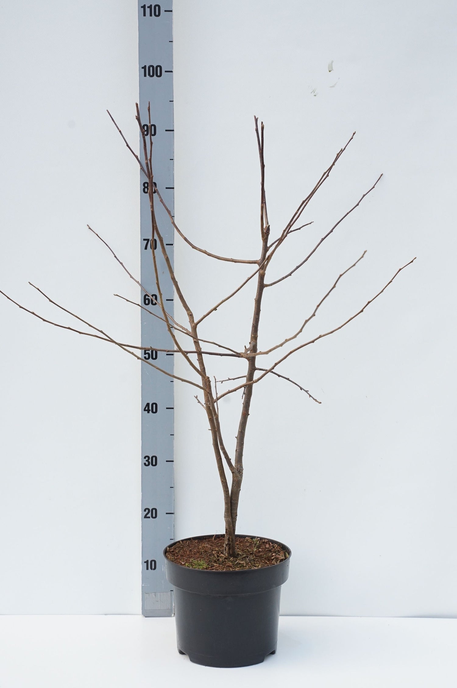 Äpple sargentii - C5/P23 60-80 CM