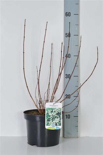 Philadelphus coronarius C3 (3 liters kruka) 30-40 cm