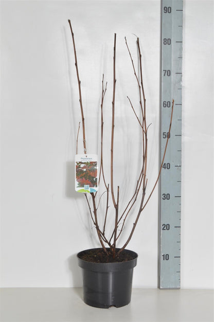 Physocarpus op. &