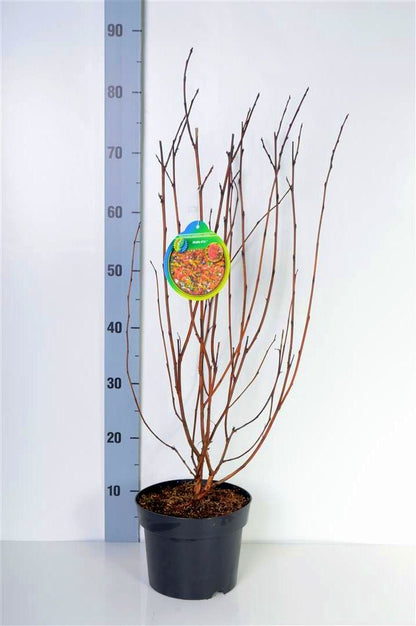 Physocarpus opulifolius &