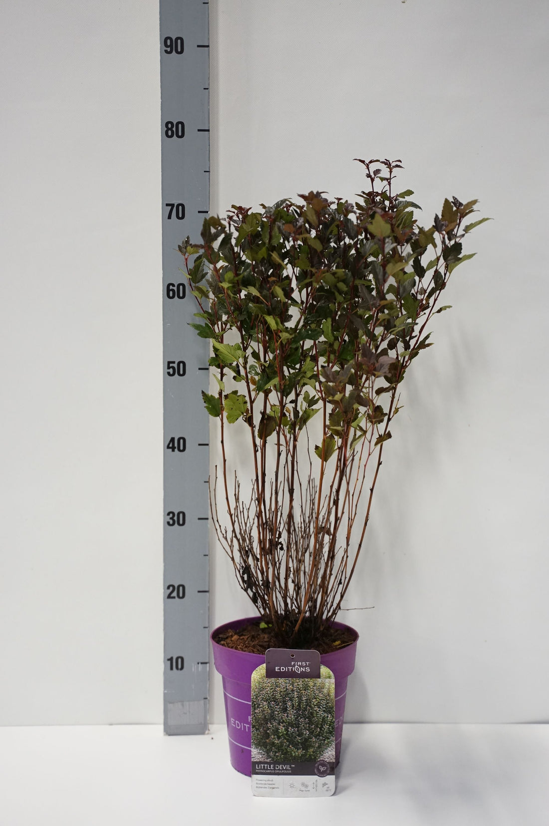 Smällspirea op. &