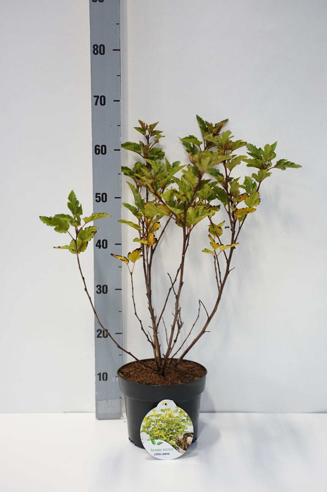 Smällspirea op. &
