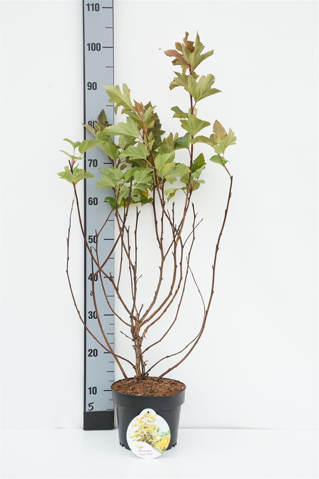 Smällspirea op. &