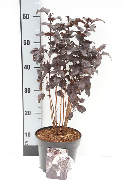 Physocarpus opul. &