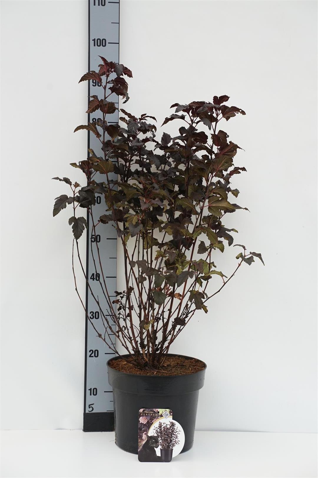 Smällspirea opul. &