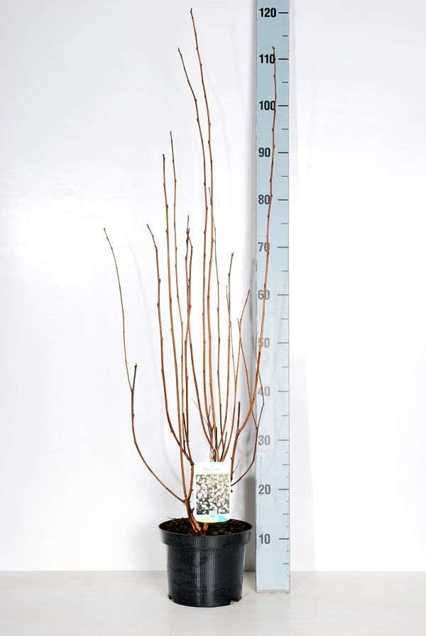 Smällspirea op. &