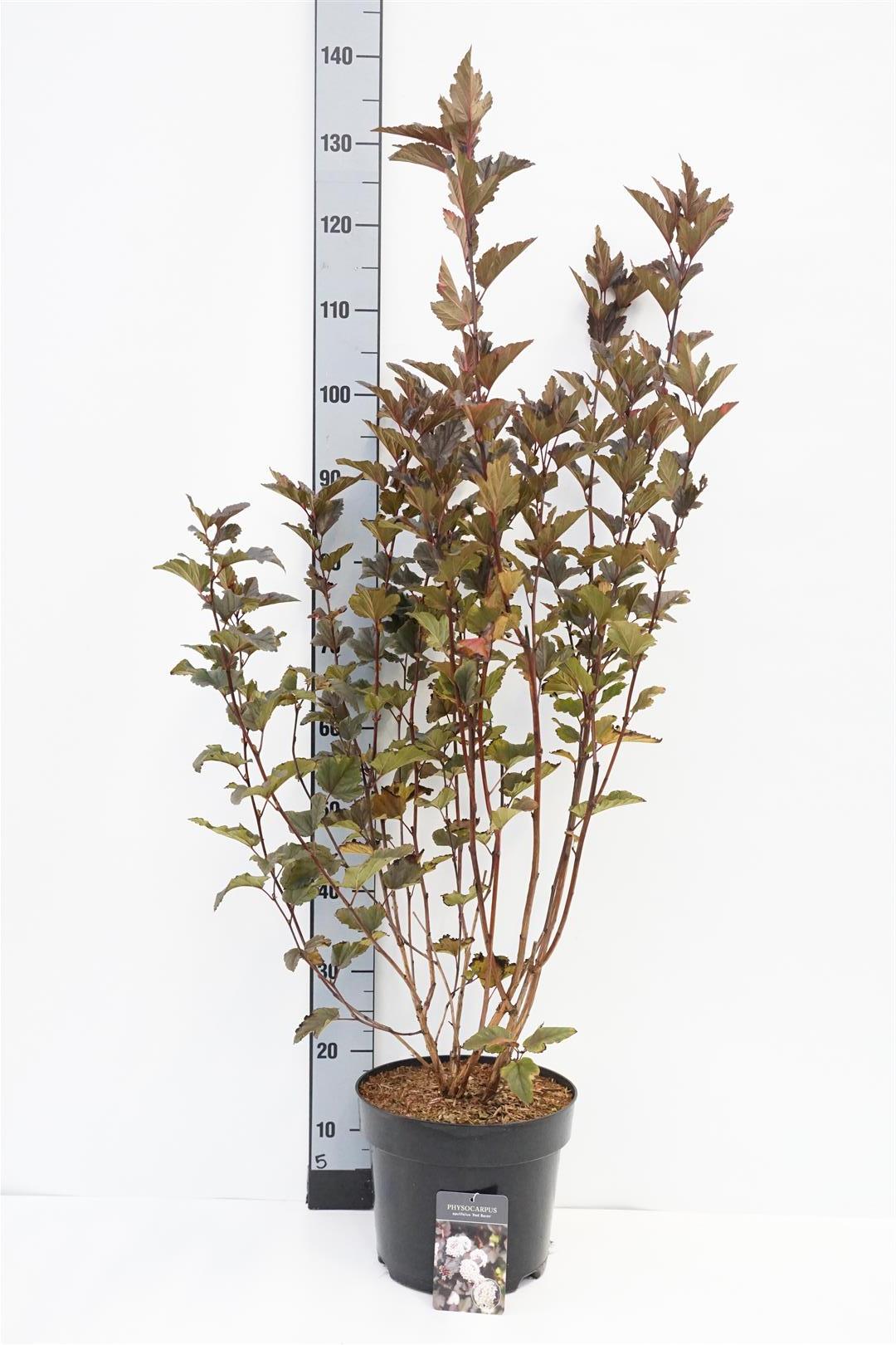 Smällspirea op. &