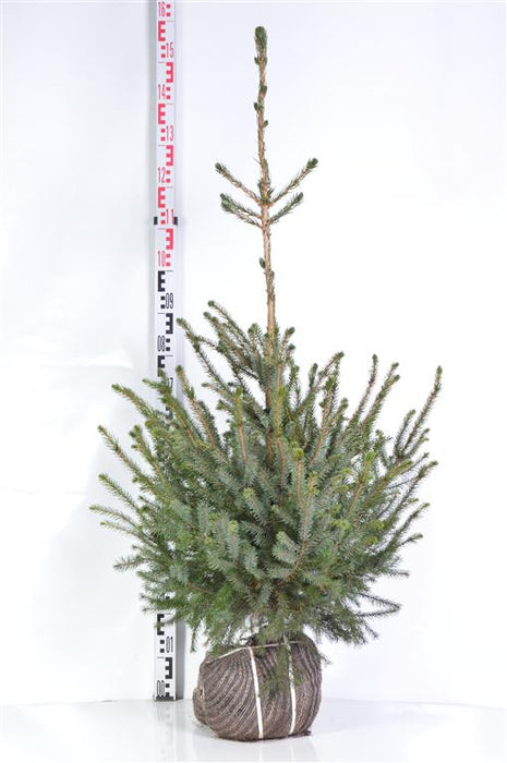 Picea omorica