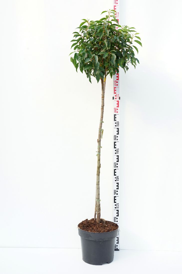 Prunus lusitanica &