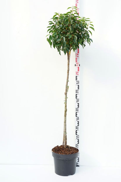 Prunus lus. &