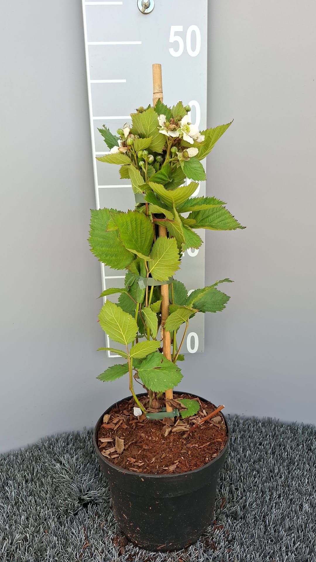Björnbär Rubus frut. &