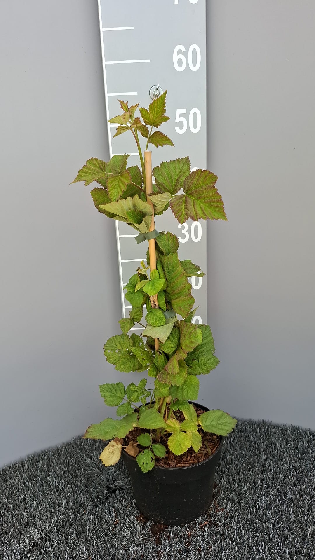 TW-2773792