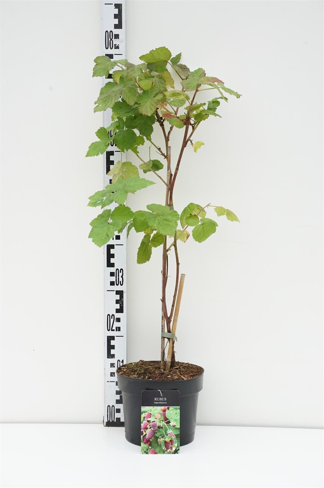 Rubus loganobaccus C3 (3 liters kruka) 40-50 cm