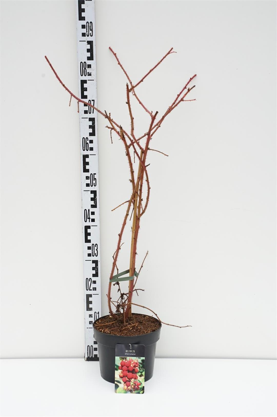 Rubus phoenicolasius C3 (3 liters kruka) 40-50 cm
