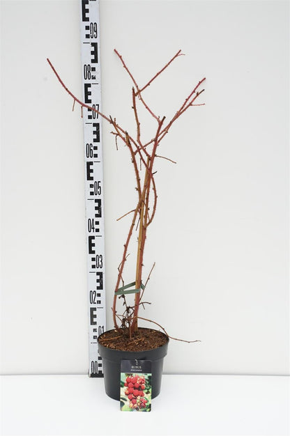 Rubus phoenicolasius C3 (3 liters kruka) / 19 cm kruka 40-50 cm