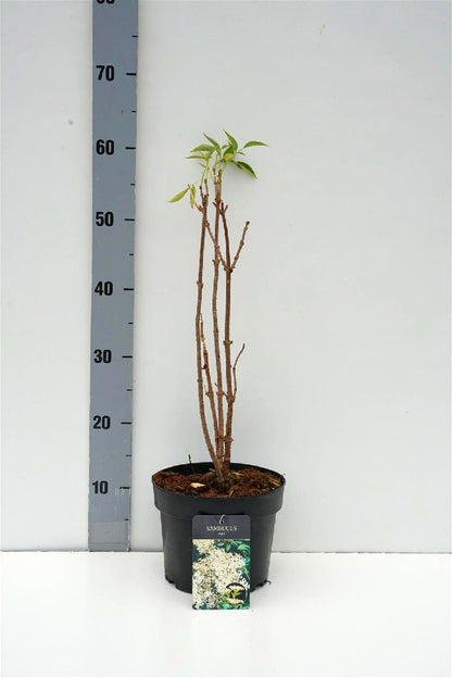 Sambucus nigra (Äkta fläder) C3 (3 liters kruka) 30-40 cm