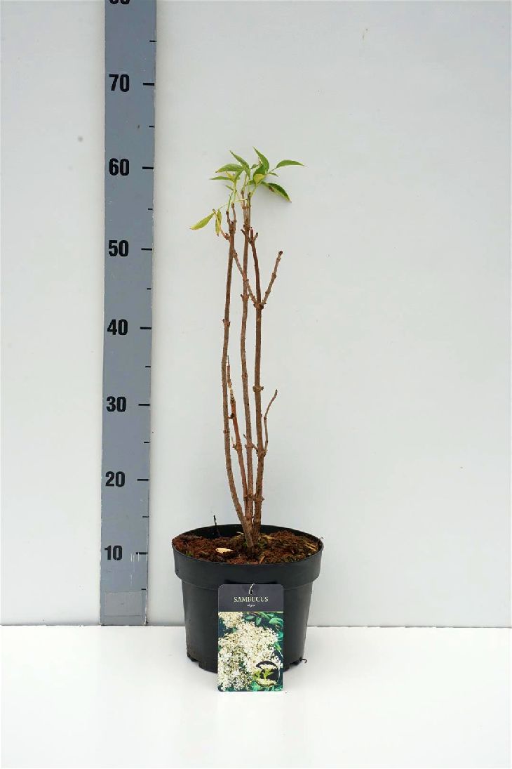 Sambucus nigra 30-40 cm - C3 (3 liters kruka) / 19 cm kruka