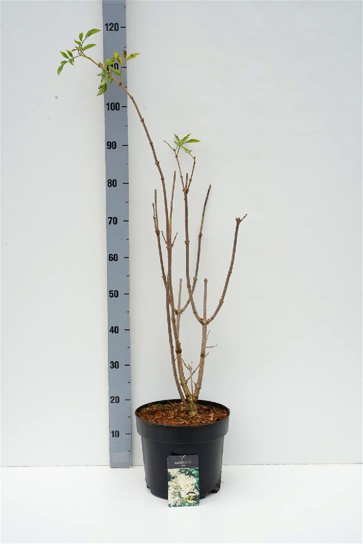 Sambucus nigra C7,5 (7,5 liters kruka) 60-80 cm