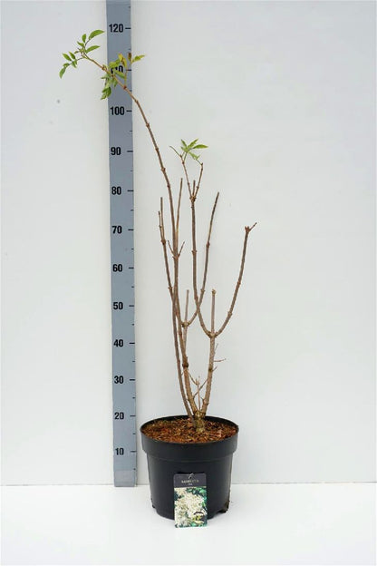Sambucus nigra C7,5 (7,5 liters kruka) 60-80 cm