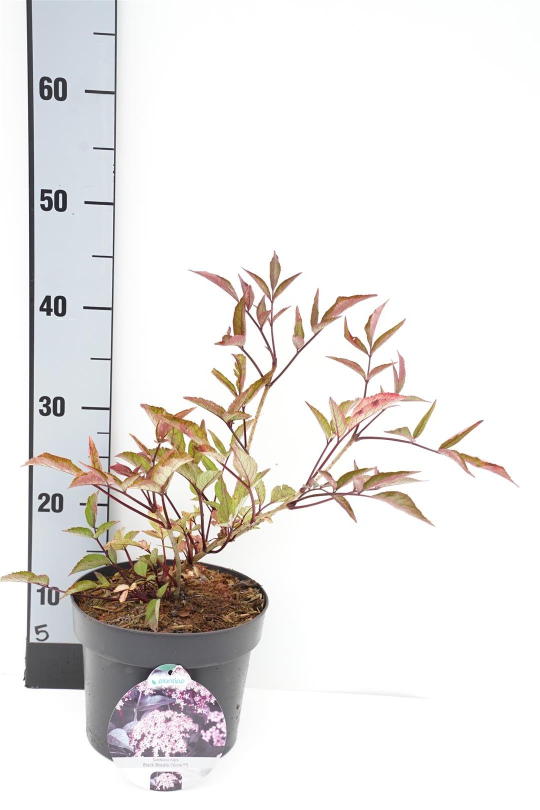 Sambucus nigra &