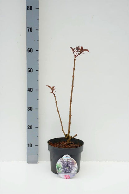 Sambucus nigra &