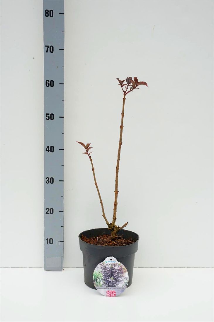 Sambucus nigra &