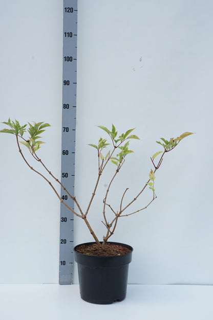 Sambucus nigra &