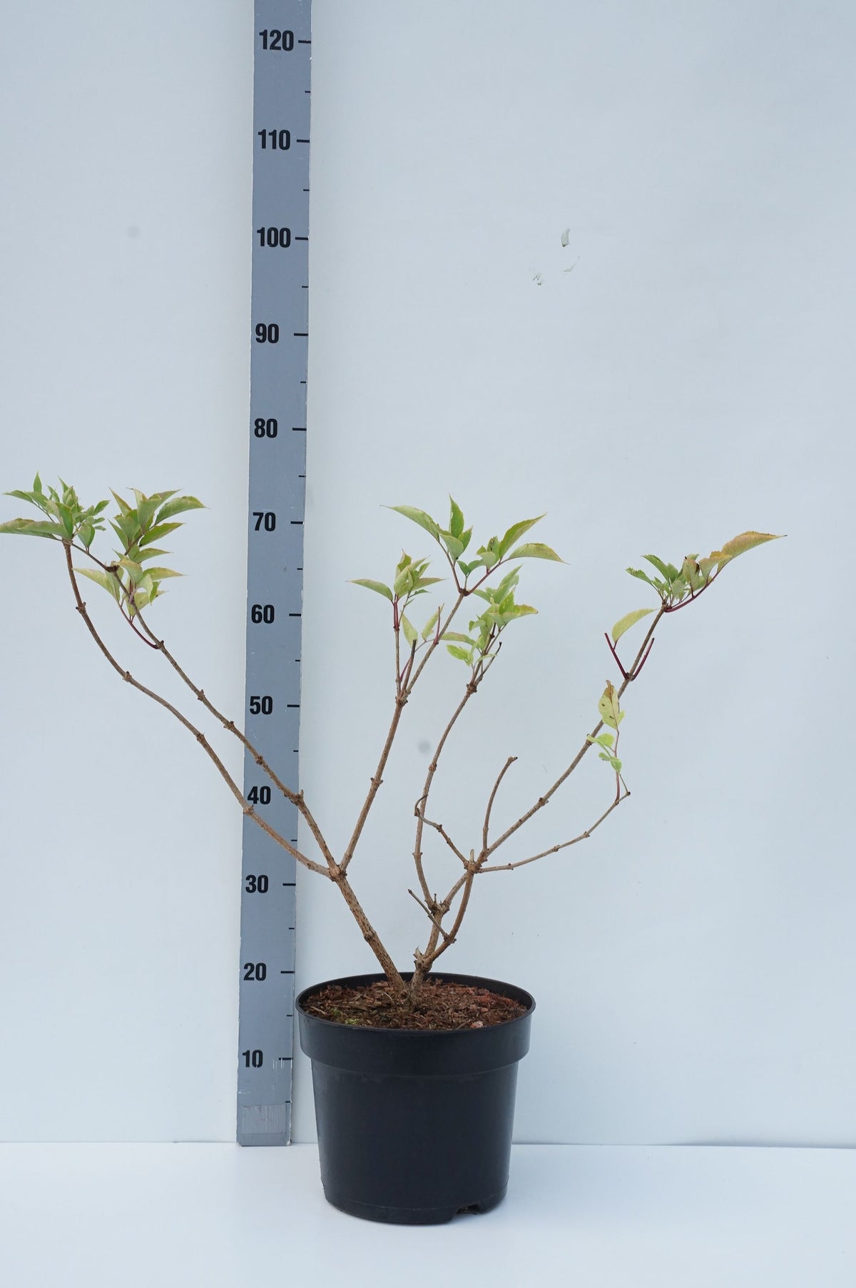 Sambucus nigra &
