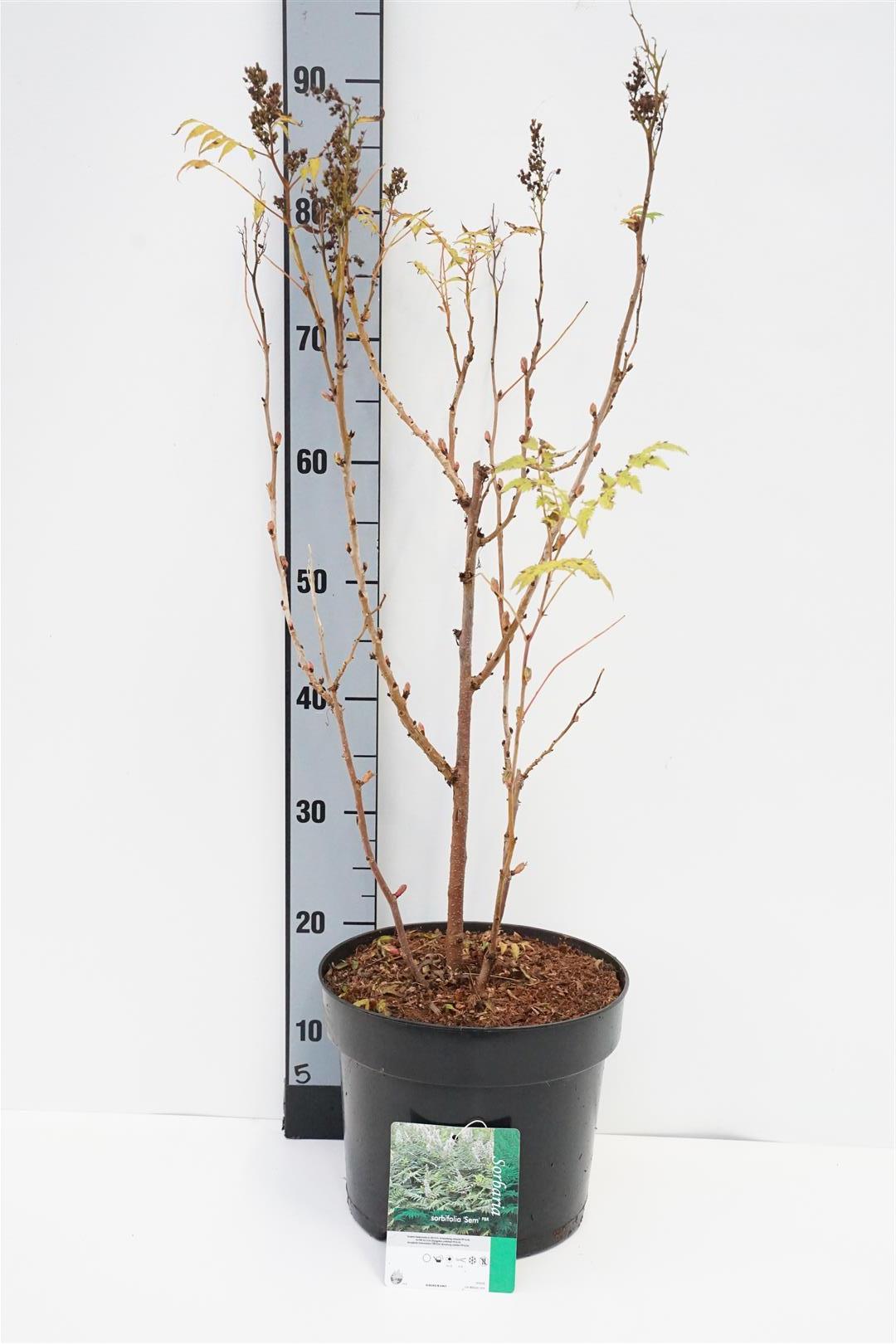 Rönnspirea sorb. &