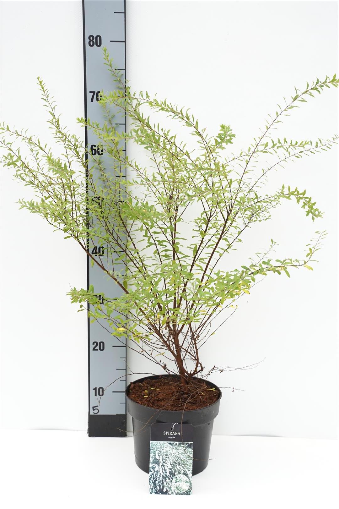 Spiraea arguta - C3/P19 30-40 CM