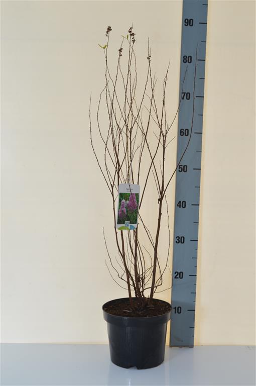 Spiraea billardii 40-50 cm, C3 (3 liters kruka) / 19 cm kruka