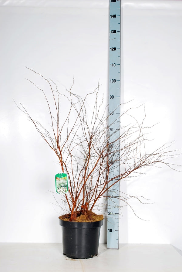 Spiraea cinerea &