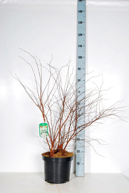 Spiraea cinerea &