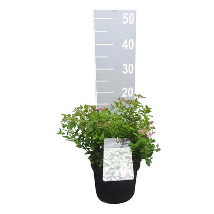 Spiraea jap. &